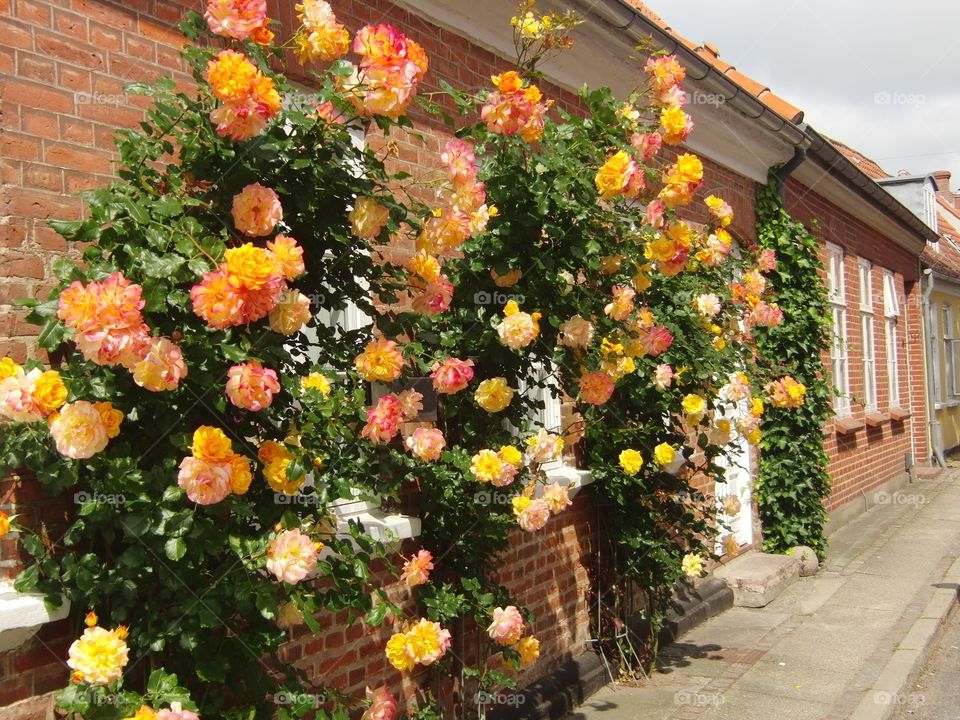 Roses in Ribe