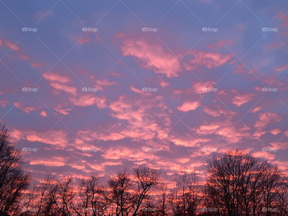 autumn sunset with pink clouds and black trees silhouettes