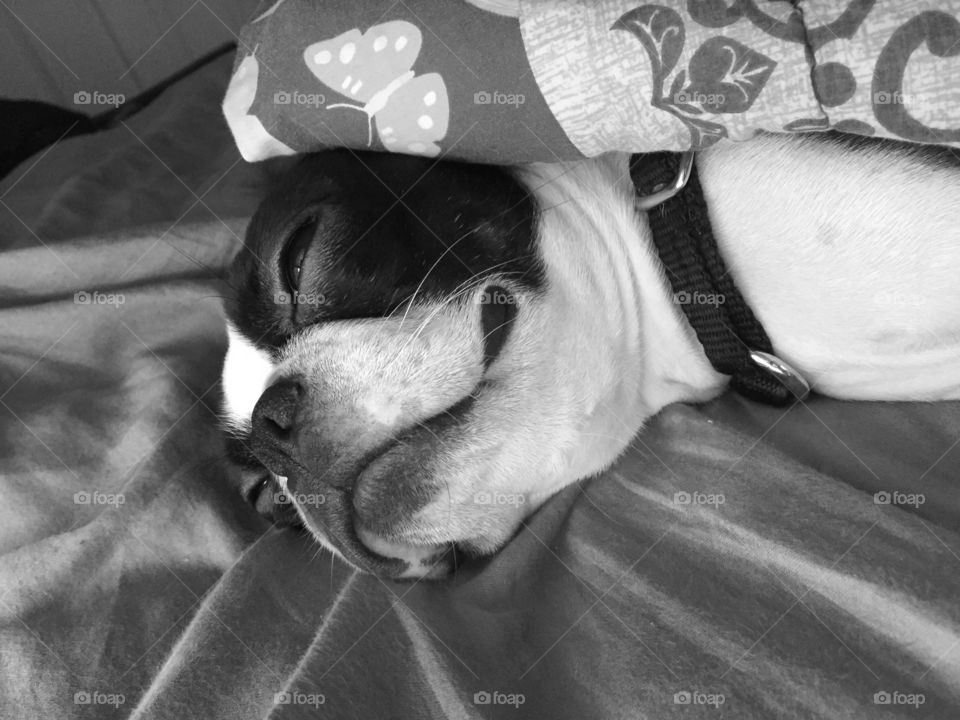 Day dreamer. Gatsby the Boston Terrier likes to spend his days cuddled up in a pile of blankets, dreaming.