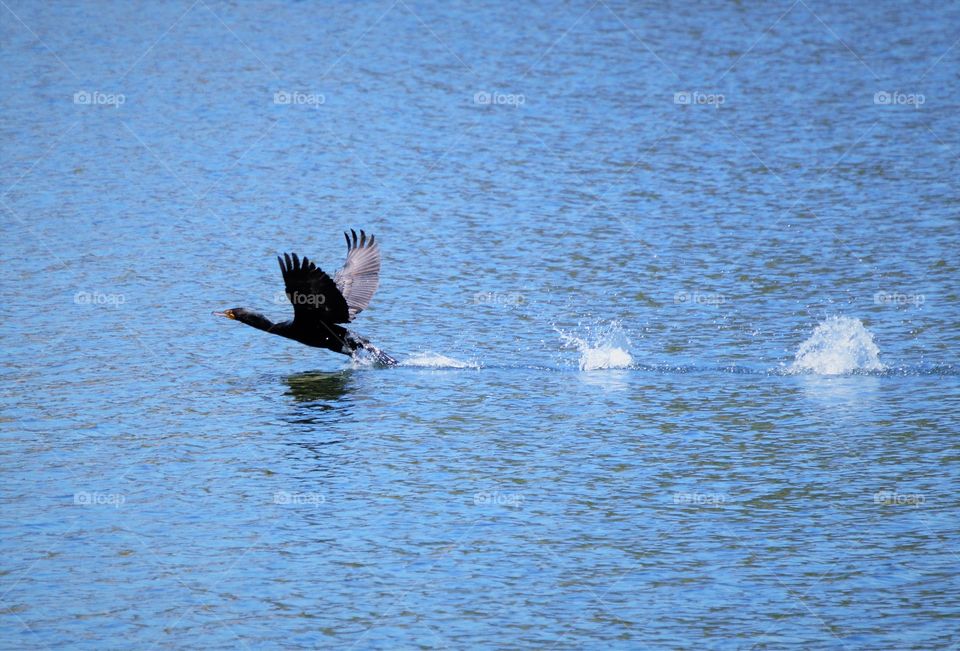 wildlife, water bird taking off in flight
