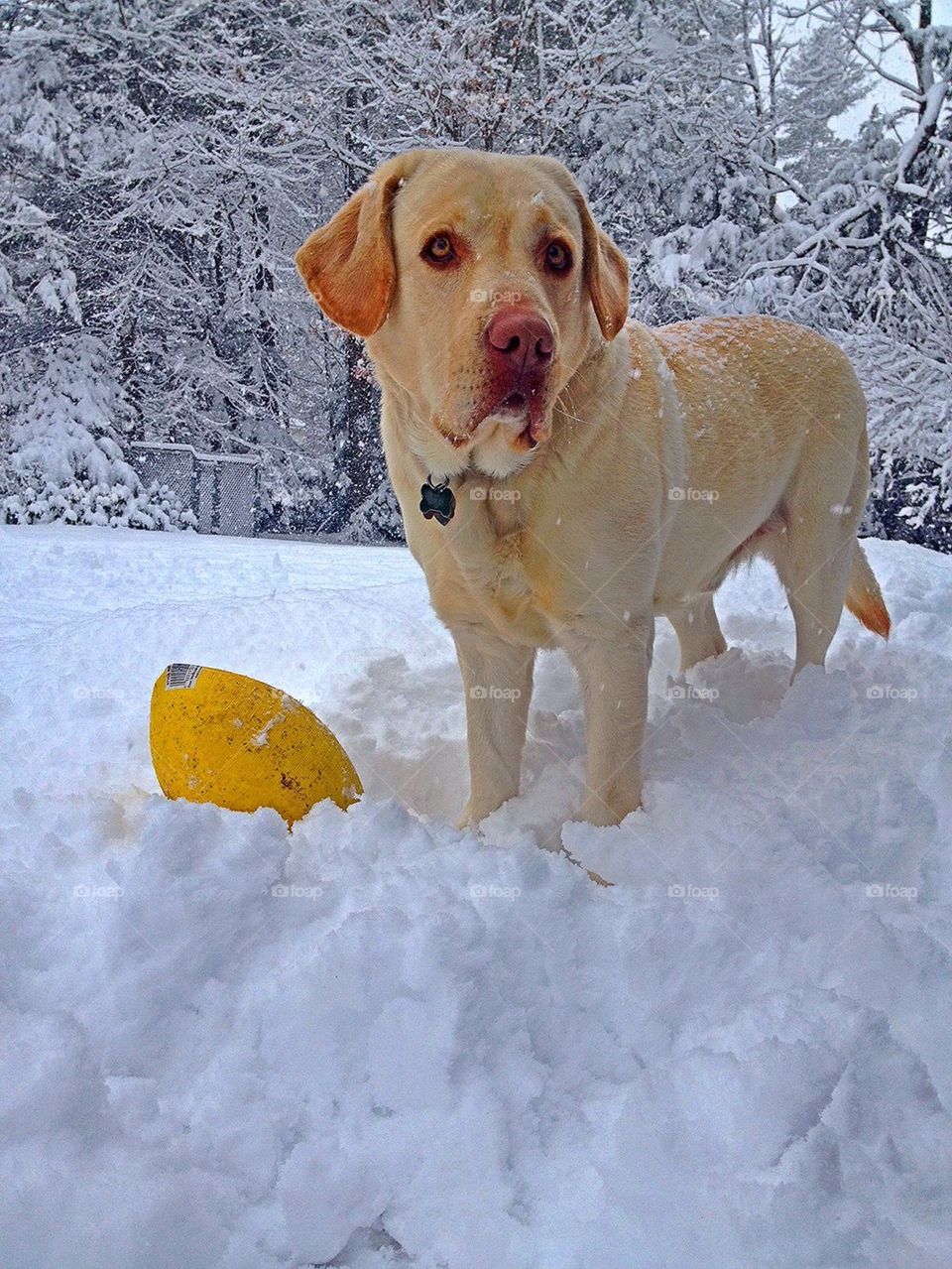 trees dog brrr labrador retriever by jmh