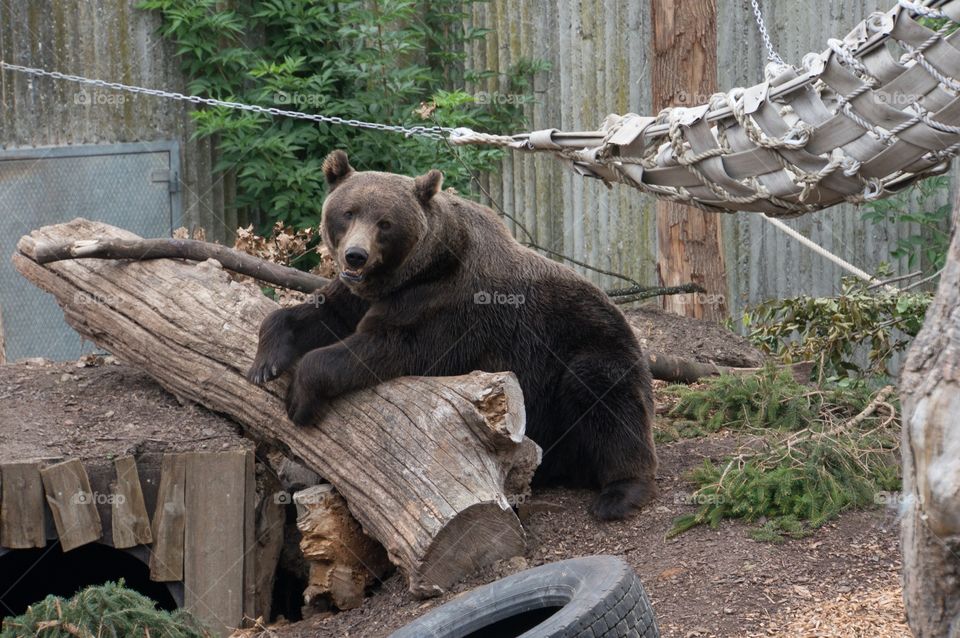 Brown bear 