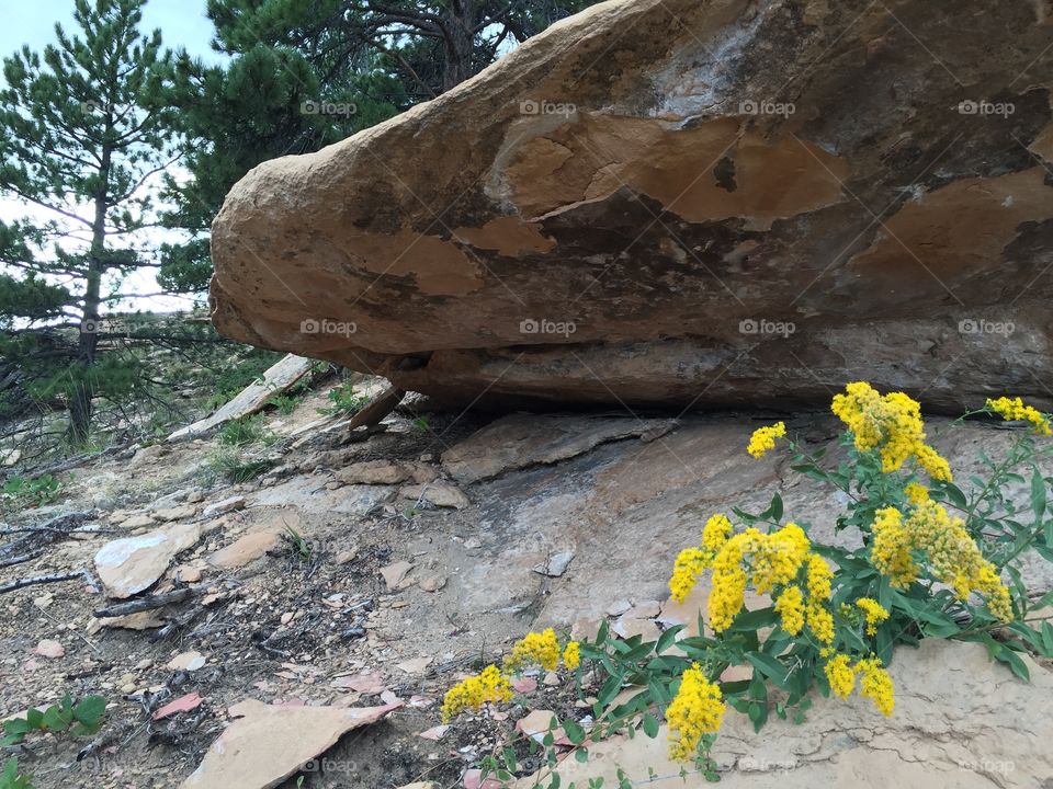 Wildflowers Under a Rock. Yellow Wildflowers near a big rock