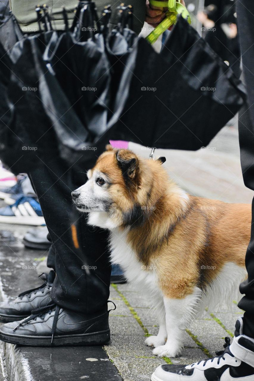 People on walk with dogs