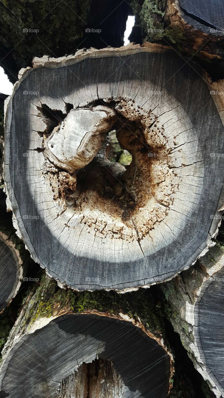 Tree, Wood, Tree Log, Bark, Trunk