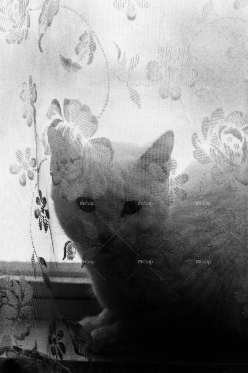 lace curtain cat. lace curtain cat