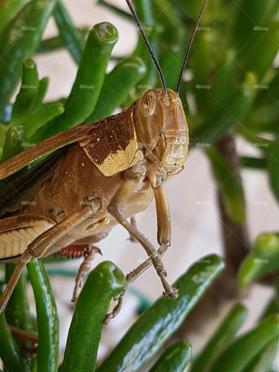 grasshopper close-up
