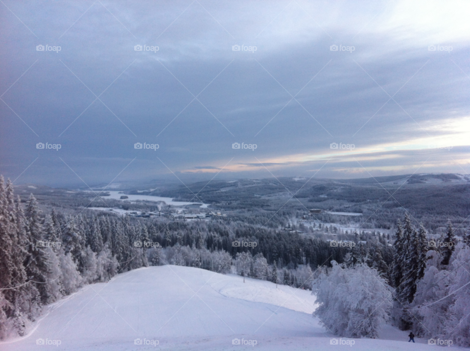 Trees growing during winter