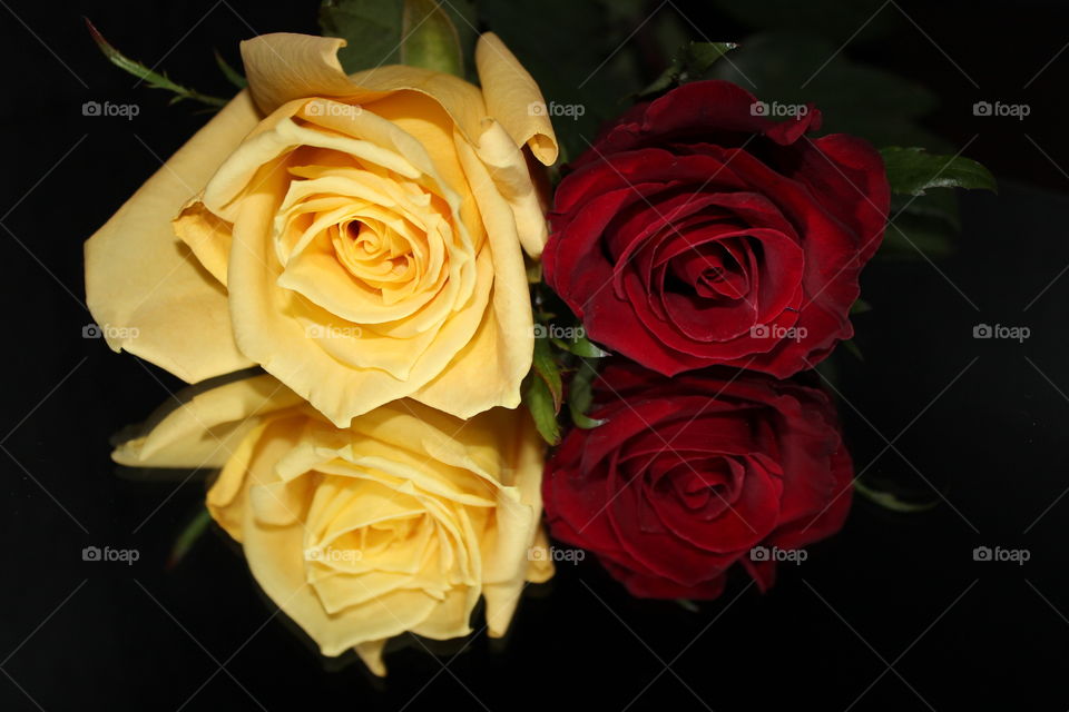Close-up of bright roses