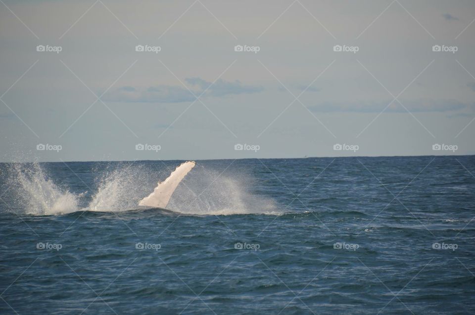 Whales Sydney 