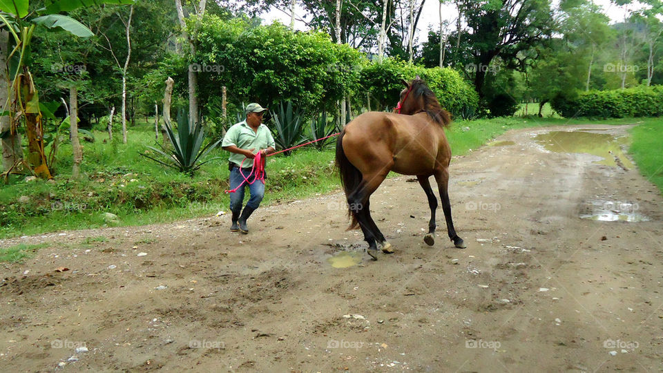 training horse