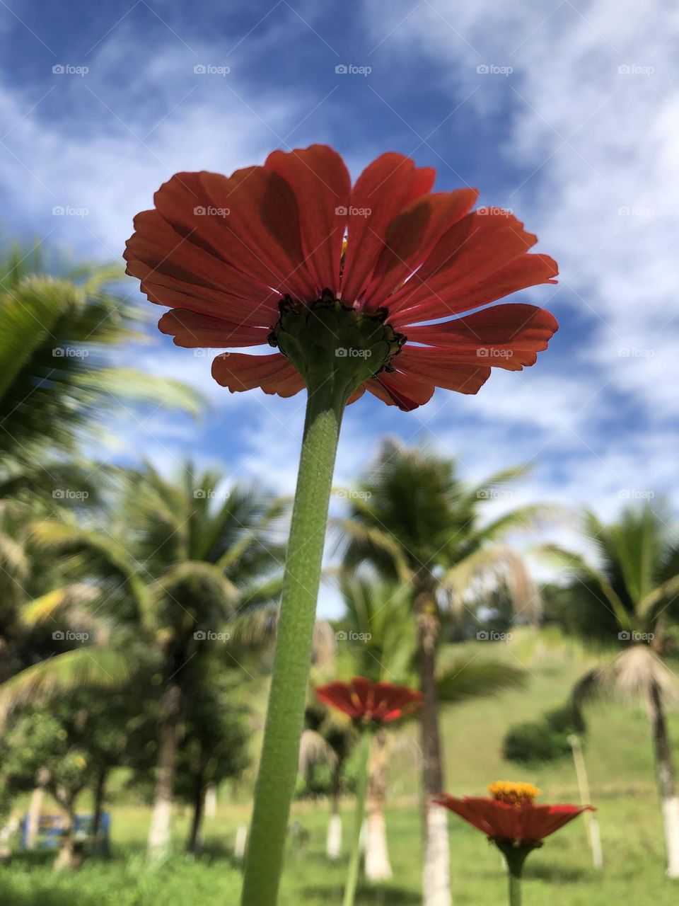 Flor Moça velha 