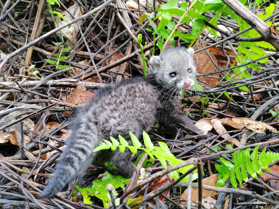 Malay civet ( vivera tangalunga)