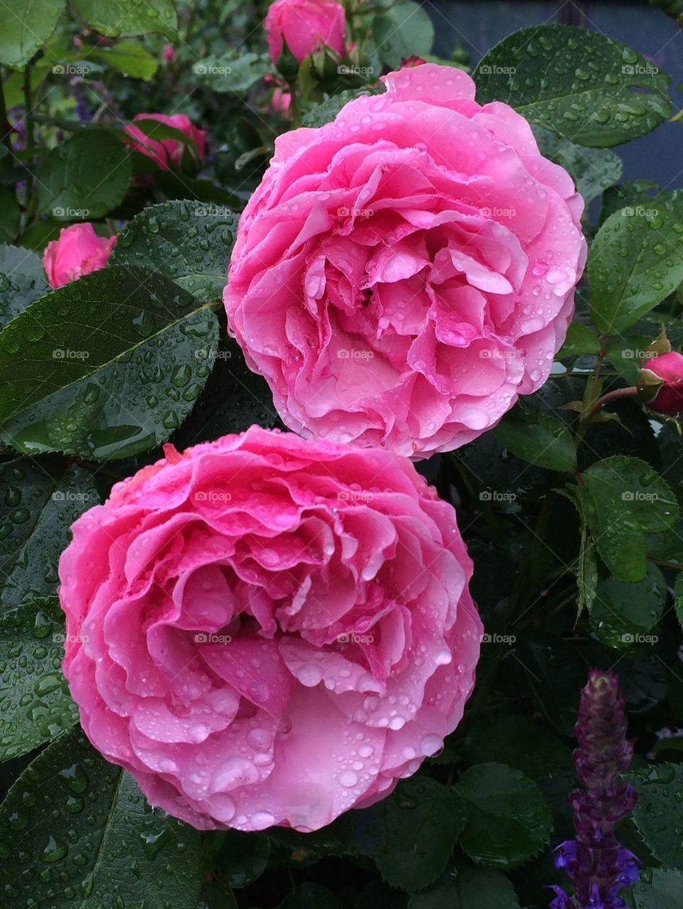 Roses after rainfall
