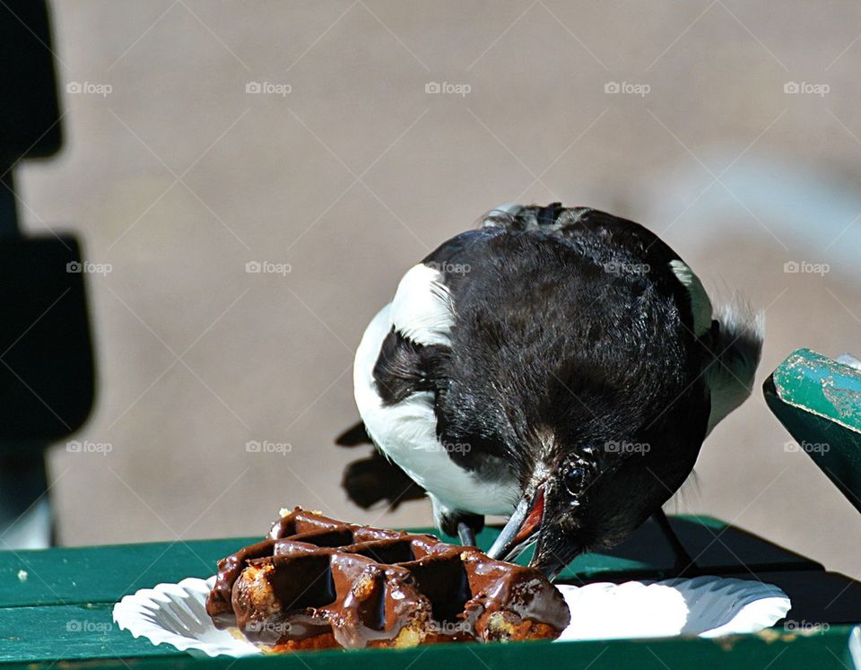 Magpie eating a Belgian waffle