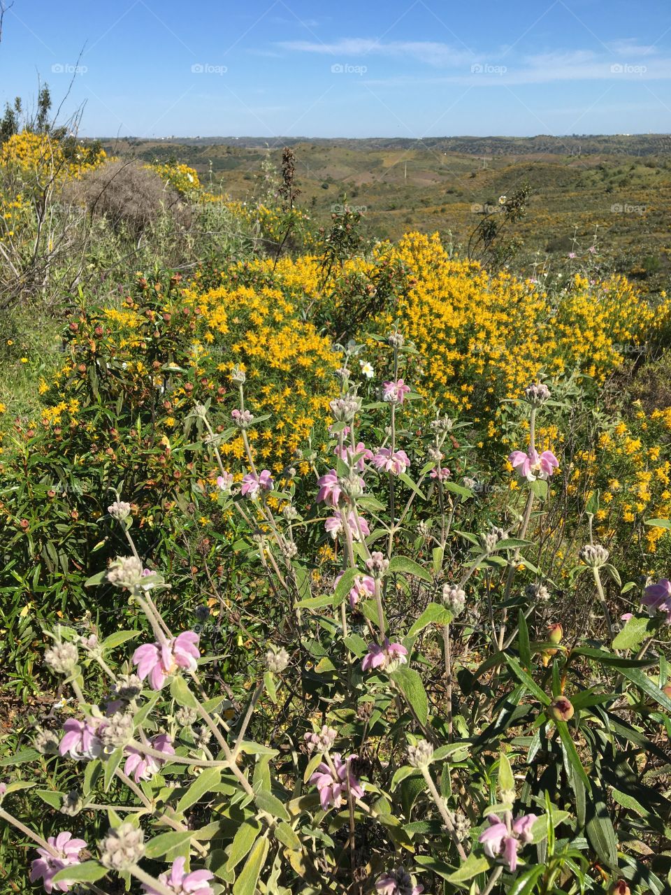Blooming countryside in springtime 