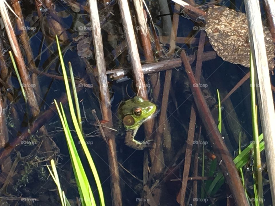 Green bullfrog in pond 