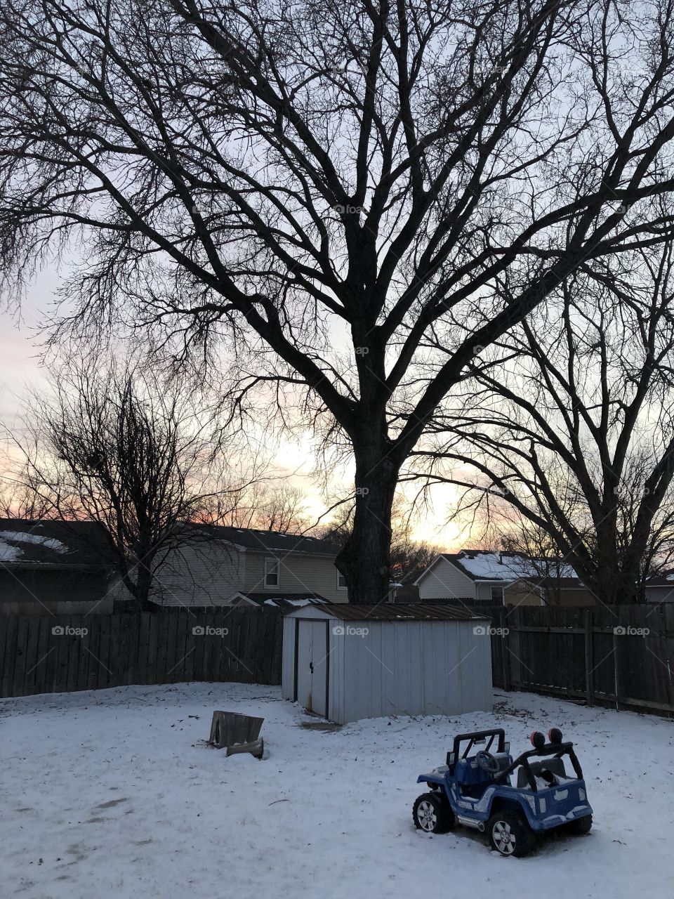 Snow and sunset through trees