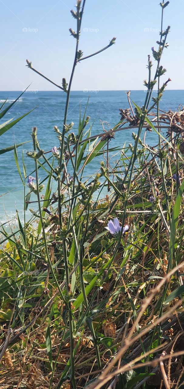 The Black Sea coast