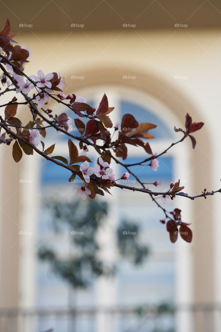 Close-up of a cherry tree branch