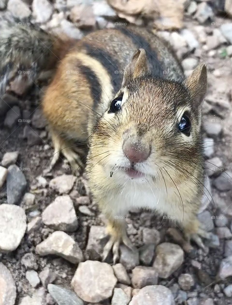 Curious chipmunk 