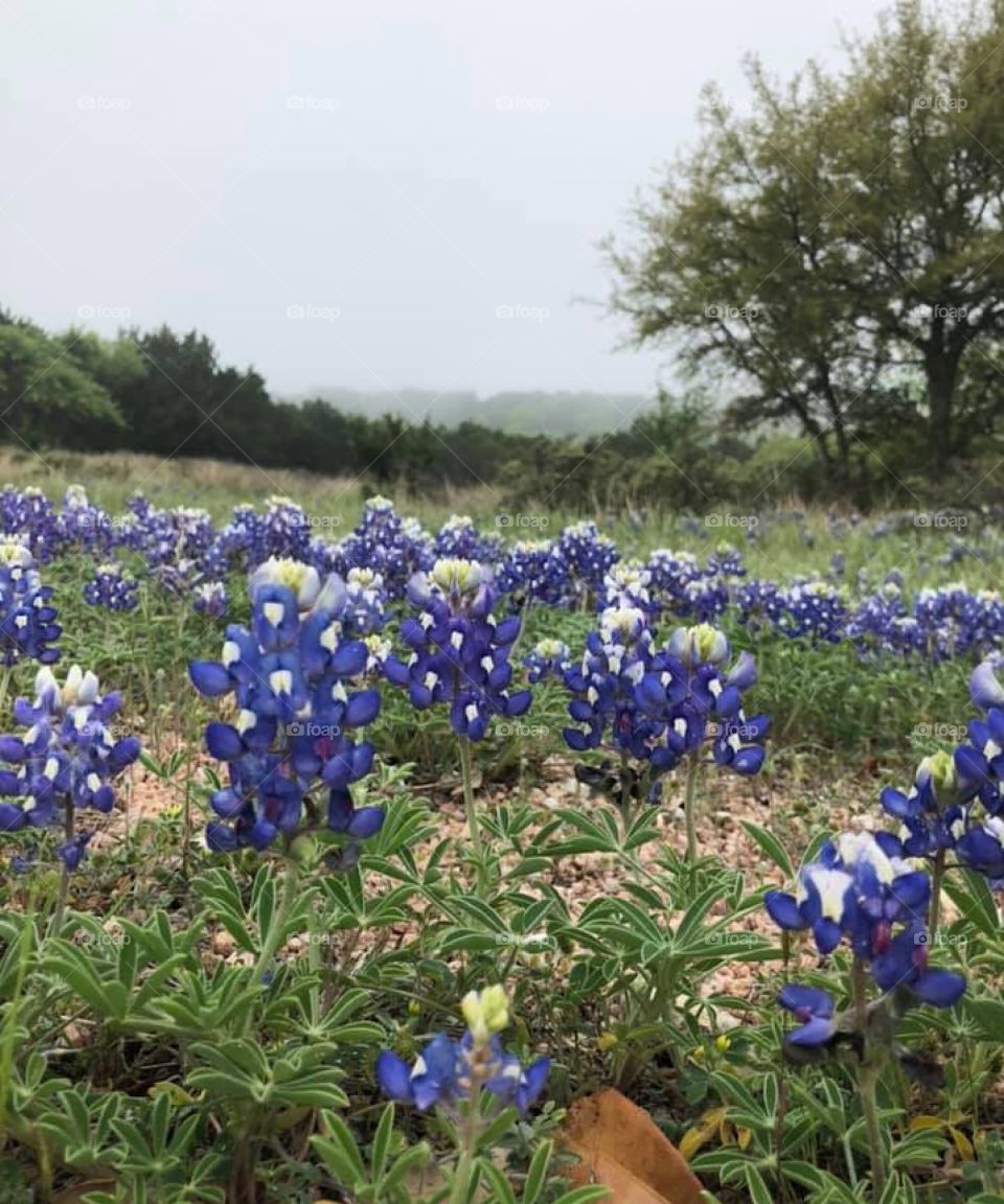 bluebonnets in Texas 