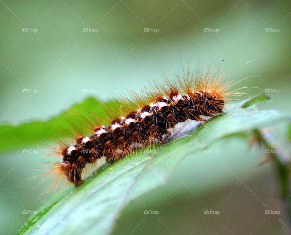 caterpillar on a leaf.