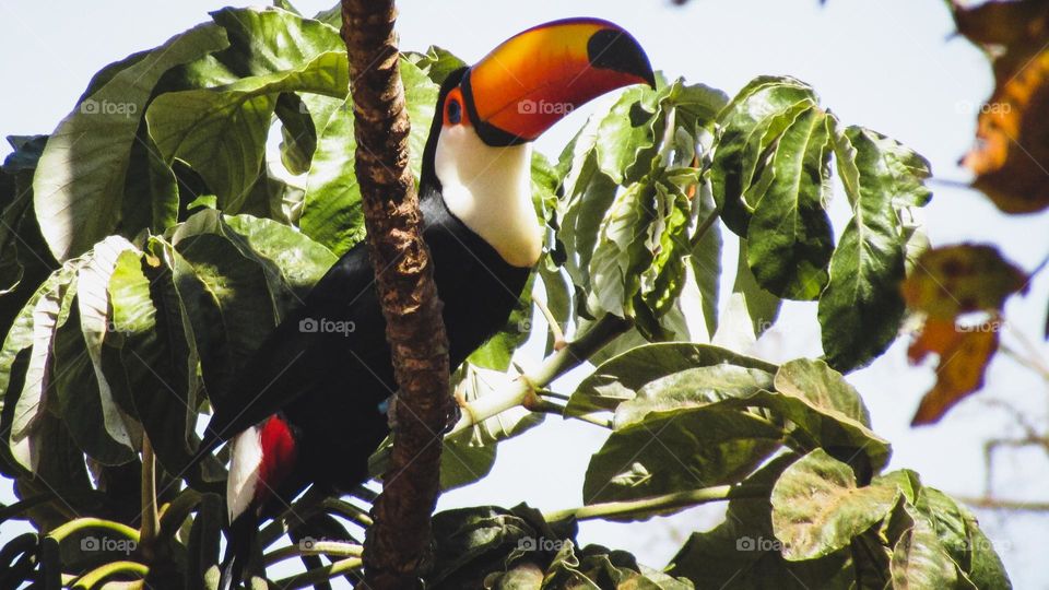 Tucano na árvore se alimentando