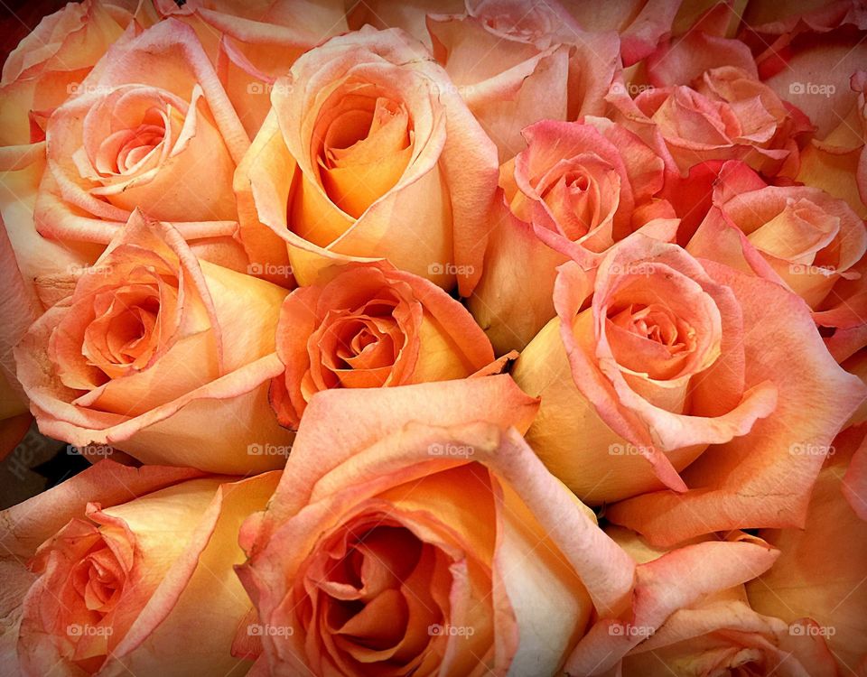 Peach roses. Peach and pink rose bouquet 