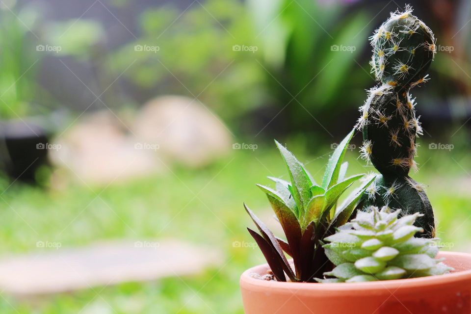 succulent plant