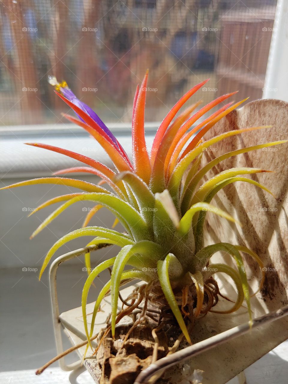 Hanging out, showing off my true colors