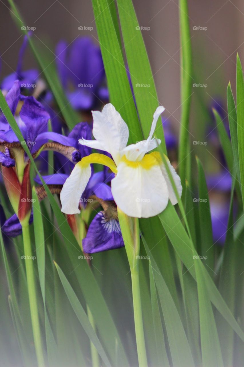 white and purple Flags