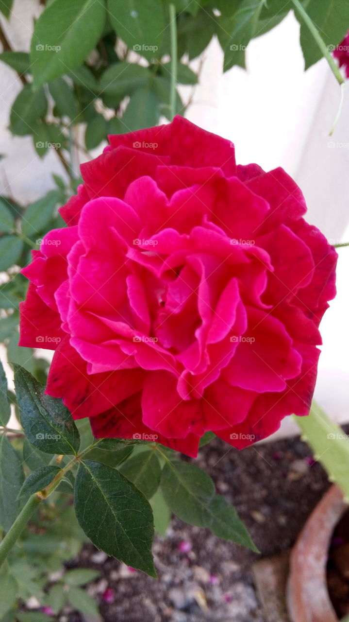 Close-up of red flowers
