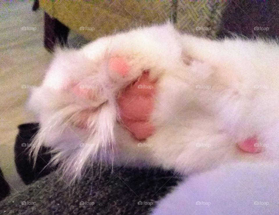 fuzzy kitty paw with pink jelly beans.