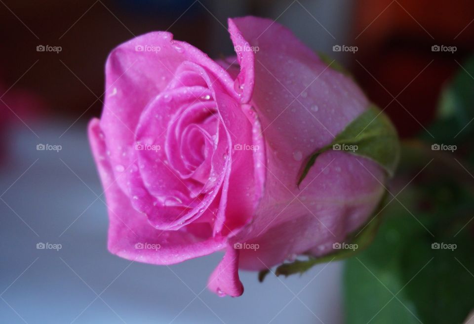 Pink rose with water droplets