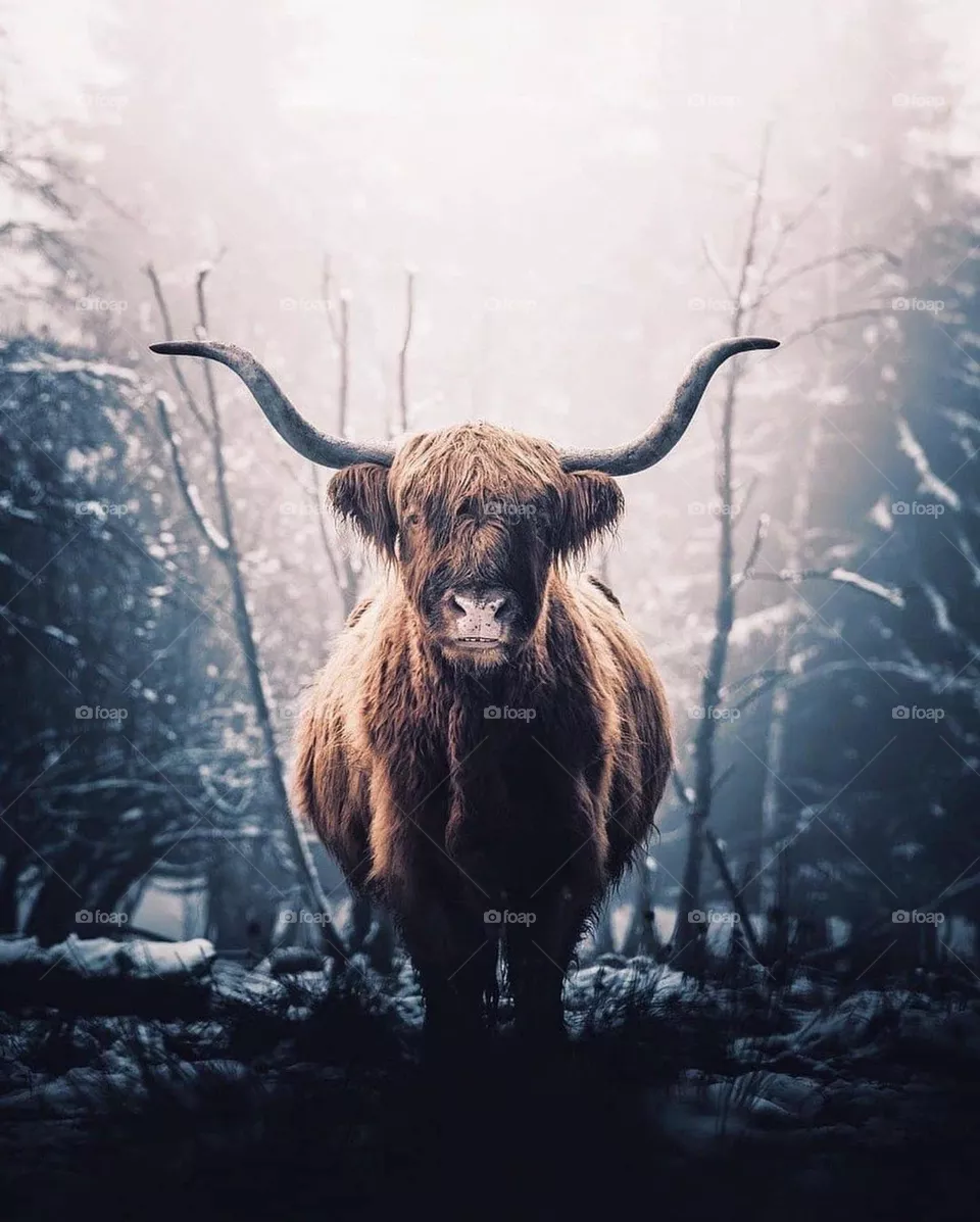 🥰 Highland Cattle ☝️more 😄