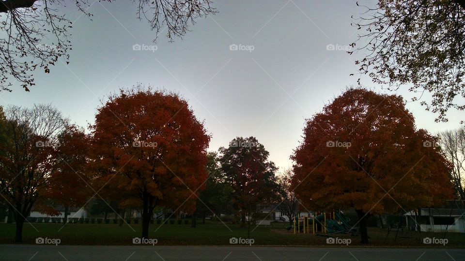 Fall, Tree, No Person, Leaf, Park