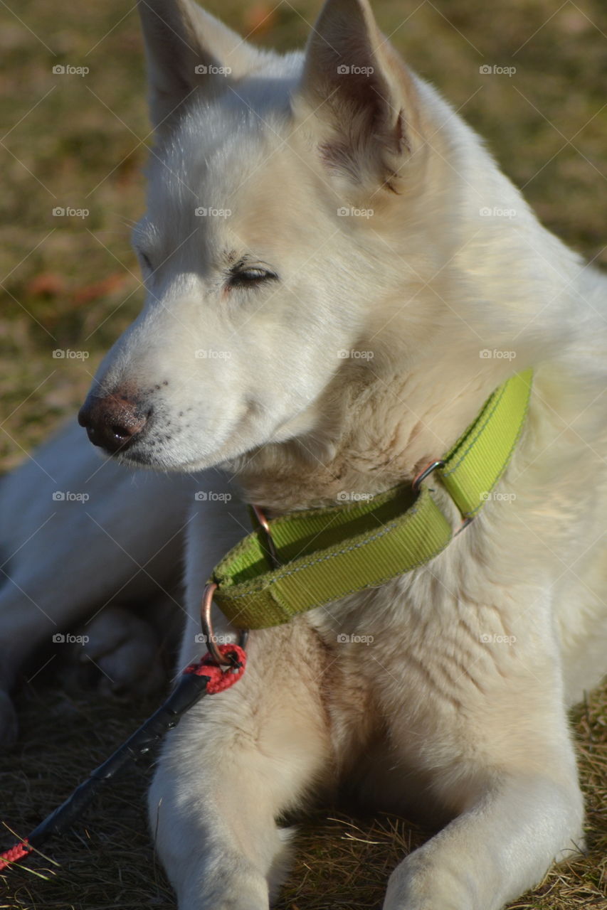 white german sheffer