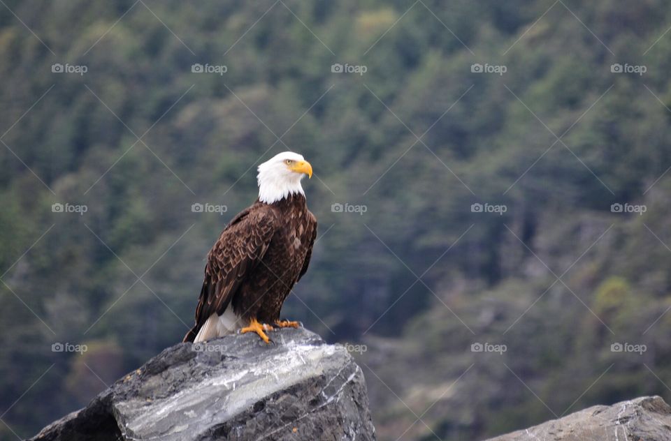 Bald Eagle 2