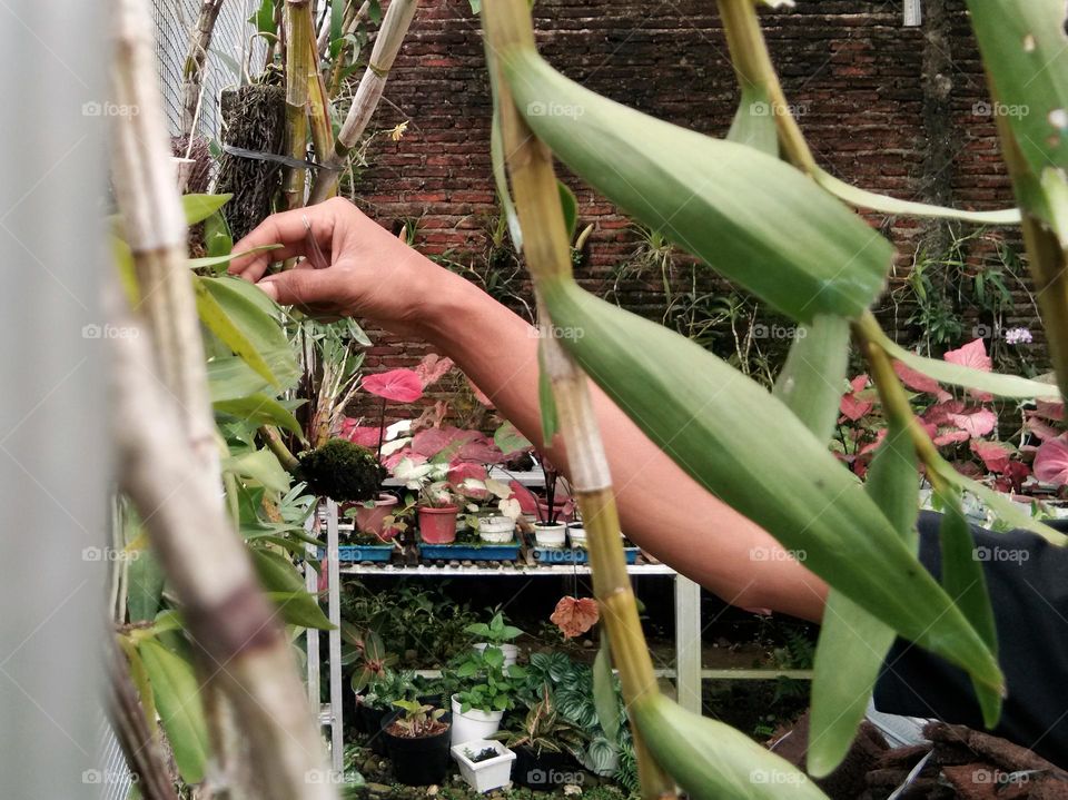 hand,  take care the plants at greenhouse.  gardening