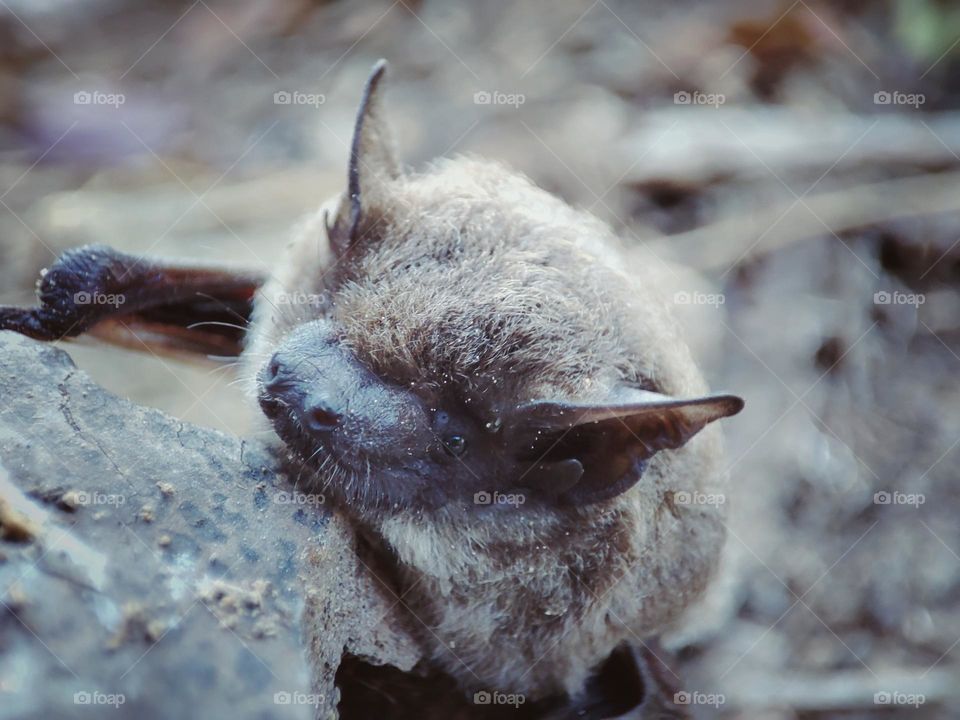 A bat, animal