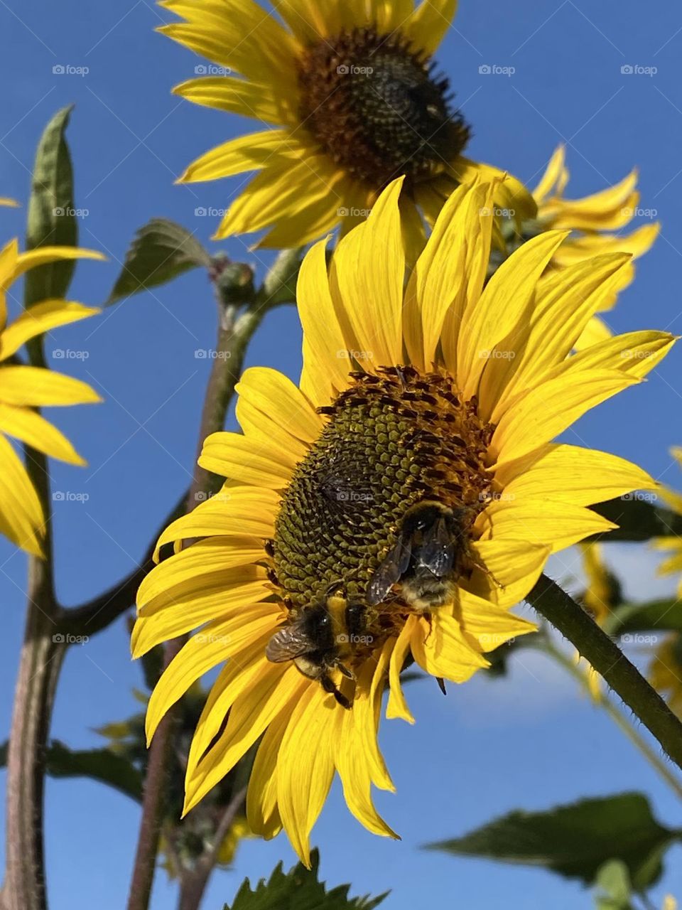 Bumblebee on sunflower