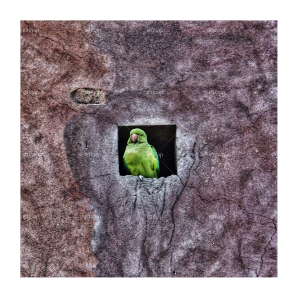 Green Parakeet In Jodhpur, India . Green Parakeet In Jodhpur, India 