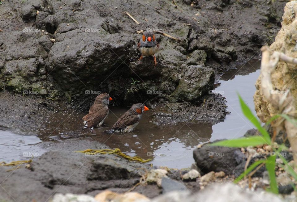 Washing plumage . Making new activities when the gathering of munia's to do. Three birds of zebra finch found the water and put theirself into. So harmony, and happy for seen at the diatance of binocular.