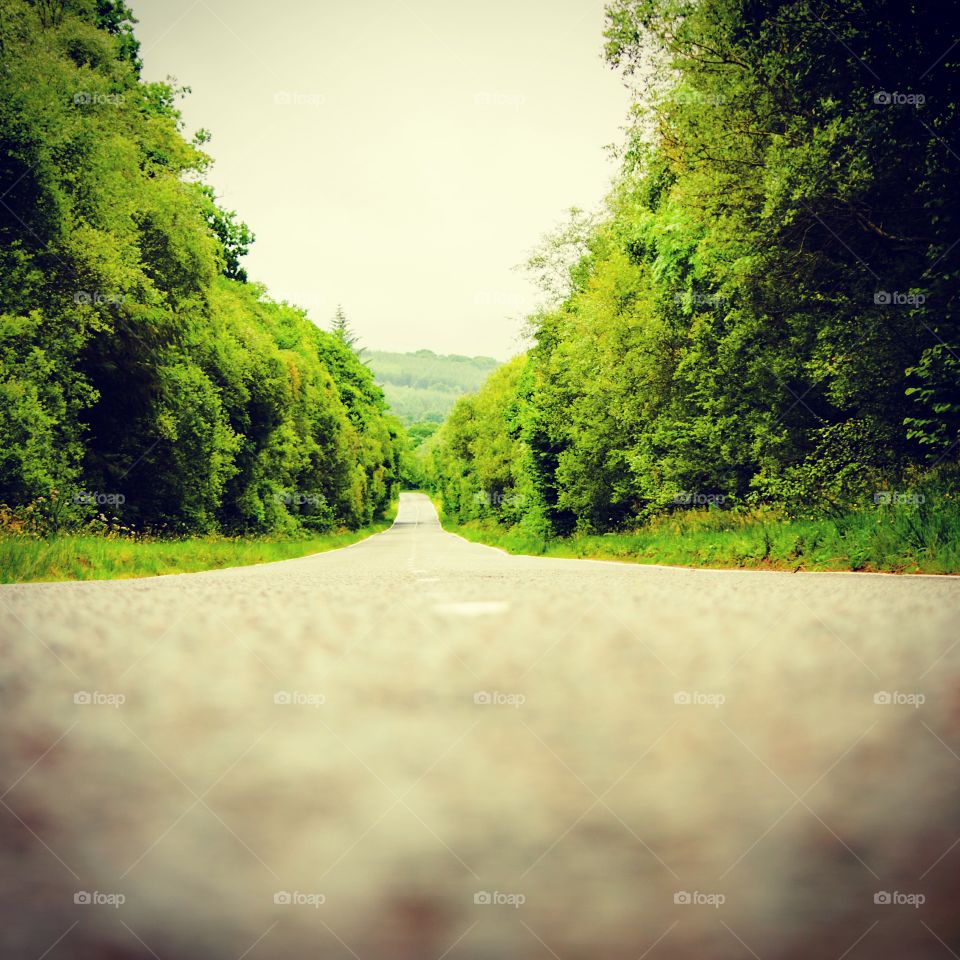 View of empty road in forest