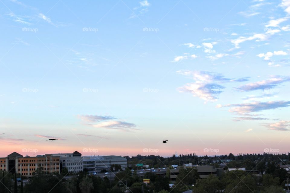 early morning bird watching