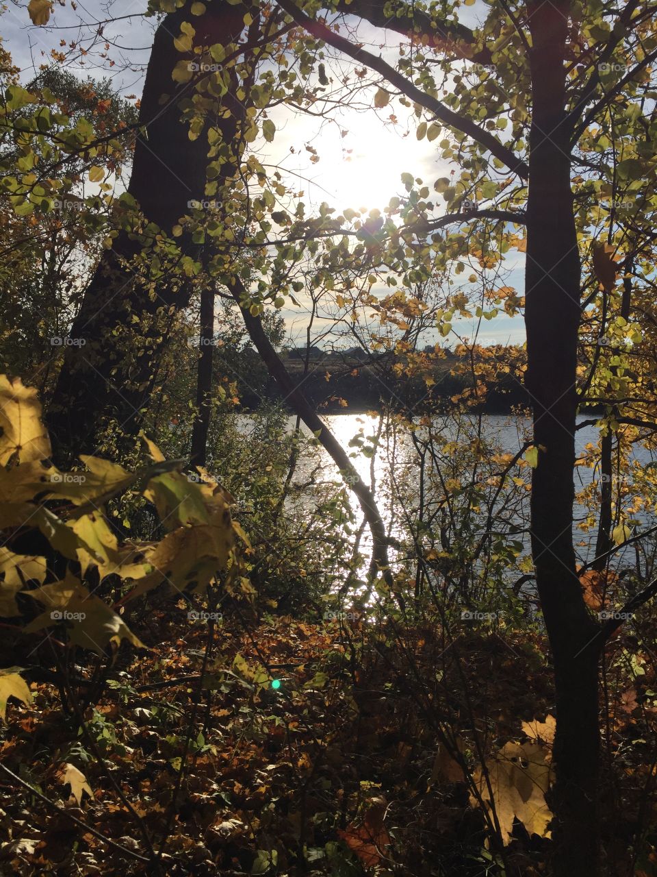 An Autumn Greeting
«Come,» said the Wind to the Leaves one day.
«Come over the meadow and we will play.
Put on your dresses of red and gold.
For summer is gone and the days grow cold.»