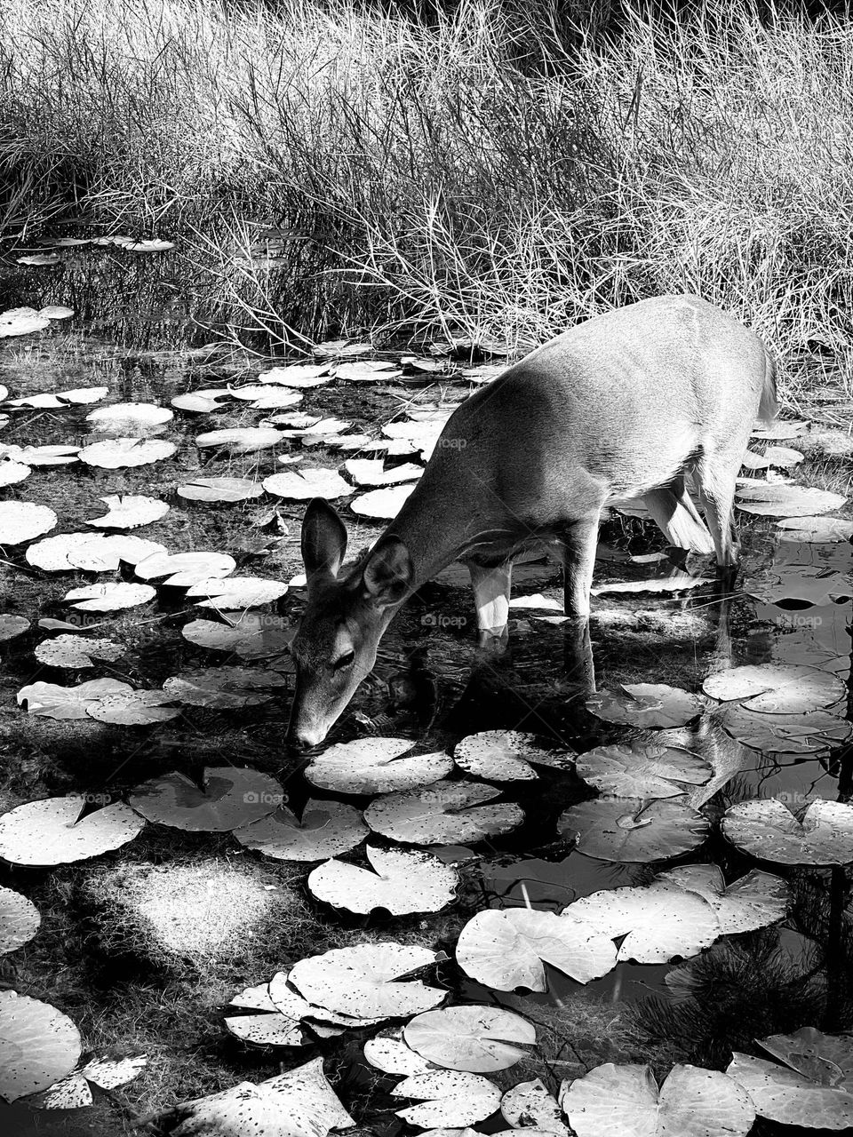 Lovely female whitetail deer steps though the shadows into the water to eat lily pads.