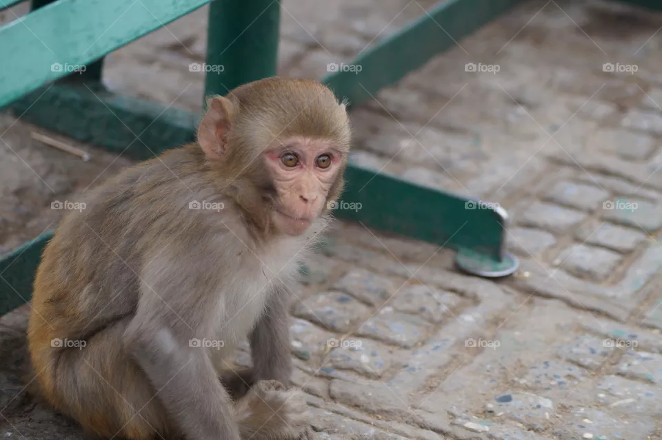 Monkey