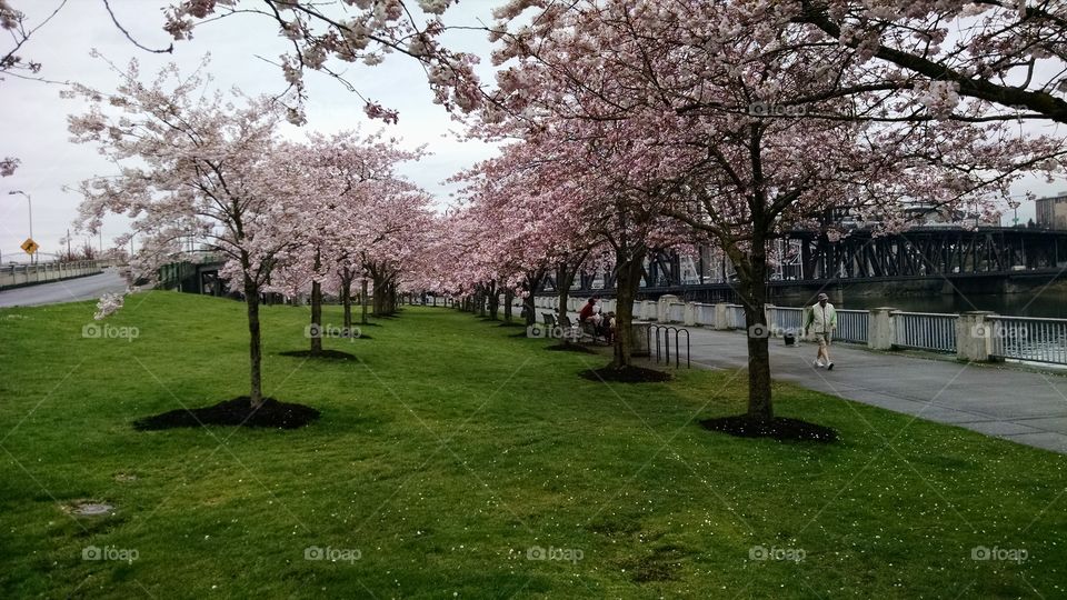 Tom McCall Park